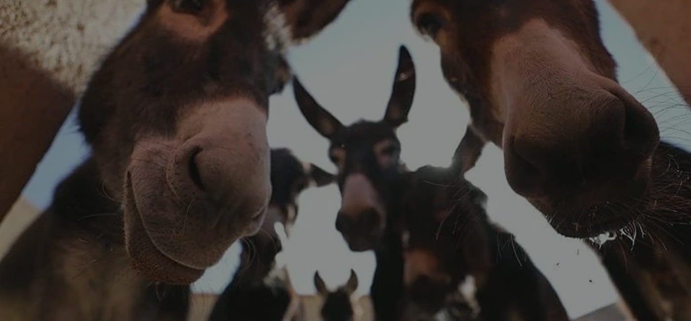 Jarjeer Mules